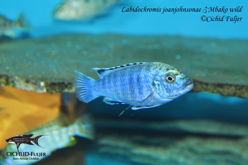 Labidochromis joanjohnsonae 'Mbako Bay'